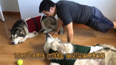 living with malamutes.